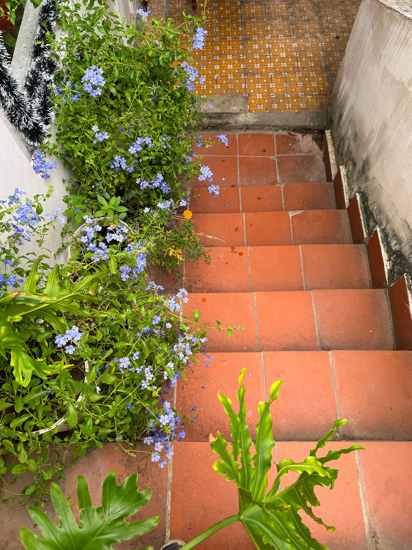 Cu xá Nguyễn Đình Chiểu